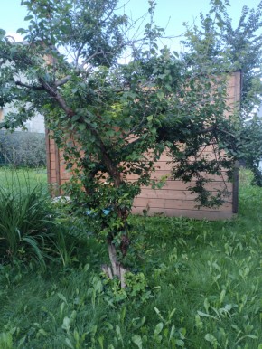 Коллективный сад номер 7, участок 58 в Кашире - kashira.yutvil.ru - фото 28 Коллективный сад номер 7, участок 58 в Кашире - kashira.yutvil.ru - фото 28